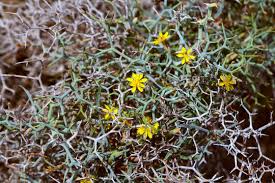 Image result for Launaea