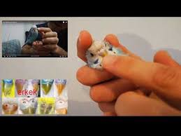Muhabbet Kusu Cinsiyet Ayrimi Nasil Anlasilir Youtube