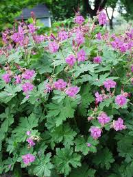 Image result for Geranium vagans