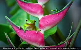 Are you searching for frog toad png images or vector? Frog 4k Wallpapers For Your Desktop Or Mobile Screen Free And Easy To Download Frog Wallpaper Frog Animal Photo