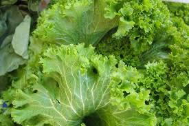 How to plant mustard greens: Mustard Greens Cuesa