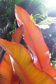 Image result for Fernandoa abbreviata