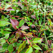 Image result for Corchorus aestuans