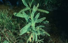 Image result for Sesbania