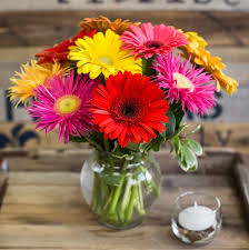 Salah satu tanaman hias bunga terindah, bunga kantung semar ialah jenis tanaman monotipik yang terdiri atas 130 spesies. Keunikan Bunga Gerbera Dan Bunga Daisy Tws Florist