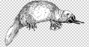 Perry The Platypus Drawing Phineas Flynn Line Art Raccoon Mammal Child Animals Png Klipartz Through this creative experience you will not only have fun. platypus drawing phineas flynn line