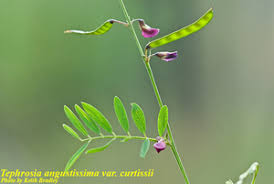 Image result for Tephrosia aequilata