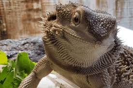 How to catch a lizard. How To Attract Lizards To Your Yard