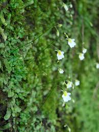 Image result for Utricularia striatula