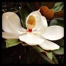 Magnolia Mississippi State Flower Mississippi Mississippi State Magnolia