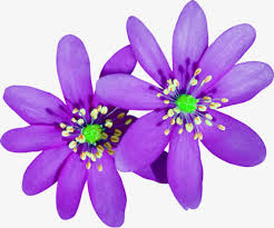 Christmas bulbs christmas purple violet lilac for christmas bulbs. Violet Flower Drawing Transparent Novocom Top