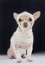 Your puppy will weigh between 18lb and 18lb once they are fully grown. Chihuahua Puppy Growth Chart Pet Ponder
