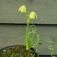 Image result for Albuca nigritana