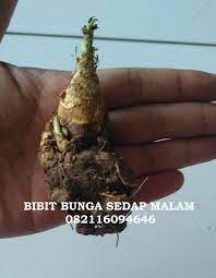 082116094646 Jual Bibit Bunga Sedap Malam Siap Tanam Di Halaman Bunga
