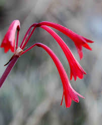 Image result for Cyrtanthus rhodesianus