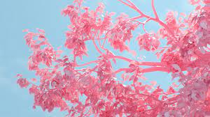Images photos pink wallpapers color. Desktop Wallpaper Laptop Pink 1366x768 Wallpaper Teahub Io