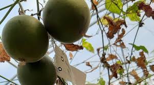 The second video with hand gestures is hilarious. India S First Monk Fruit Cultivation Exercise Begins In Hp S Kullu India News The Indian Express