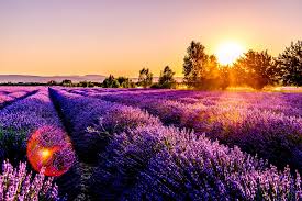 Maybe you would like to learn more about one of these? 500 Flower Field Pictures Hd Download Free Images On Unsplash