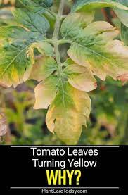 Tomato leaves turn yellow because of inadequate water. Why Tomato Plants Leaves Turn Yellow Plant Leaves Turning Tomato Plant Leaves Plant Leaves Turning Yellow