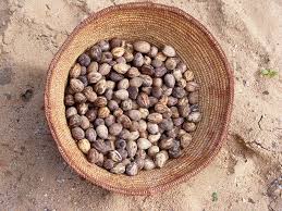 Image result for Ximenia