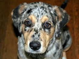 Australian Shepherd Lab Mix Black And White Black Golden Retriever Australian Shepherd Mix Photo Happy Dog Heaven Australian Shepherd Australian Shepherd Lab Mix Happy Dogs