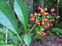Image result for Psychotria auxopoda