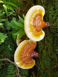 Image result for Ganoderma tsugae