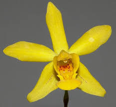 Image result for Polystachya malilaensis