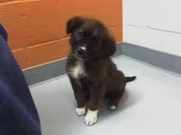 Border Collie Mix Dog Daycare Cute Animals Collie