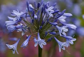 Agapanthus Dr Brouwer African Lily African Lily Cool Plants Plants