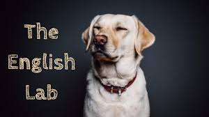 English Lab Facts About English Vs American Labrador