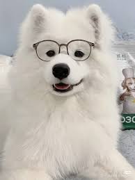 Mingyang Cai (minyangcai456)