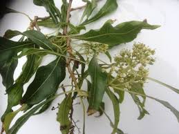 Image result for Homalium dentatum