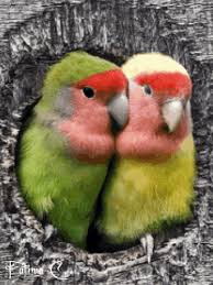 Share the best gifs now >>>. Love Birds Gif Download Share On Phoneky