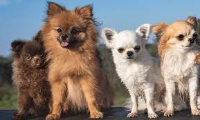 A few people figure he may have come from the fennec fox, which is little and has huge eyes and ears—much the same as the chichi. Pomeranian Mix With Chihuahua Puppies