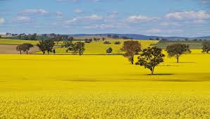 Canola In Full Bloom Canowindra Nsw New South Wales Places To See Coast Australia