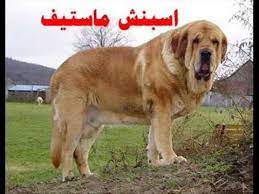 انواع الكلاب بالصور انواع الكلاب بالصور كتابة اسماء سعد الدين آخر تحديث