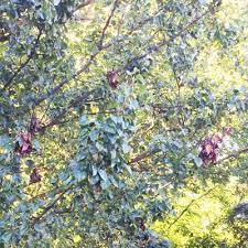 Many diseases commonly occur on apple ( malus domestica ) and flowering crabapple trees ( malus species), which can reduce flowering and the quality of the fruit in south carolina. Common Crabapple Diseases That Cause Summer Defoliation Arbor Experts Tree Care In Dayton Oh