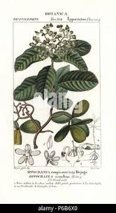 Image result for Hippocratea goetzei