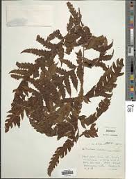 Image result for Tectaria angelicifolia