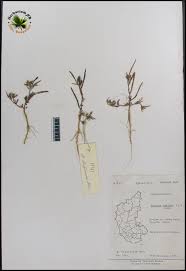 Image result for Ipomoea coptica