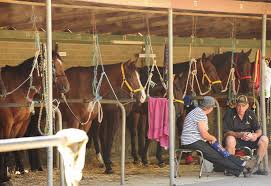 Meet Wagga S Top Trainers The Daily Advertiser Wagga Wagga Nsw