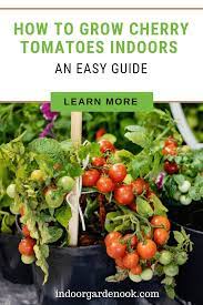 Grow Cherry Tomatoes Indoors An Easy Guide Growing Cherry Tomatoes Cherry Tomato Plant Cherry Tomato Planters