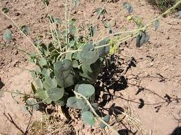 Image result for Pergularia