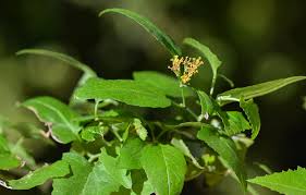 Image result for Senecio deltoideus