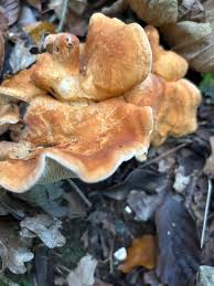 Image result for Dentinum repandum