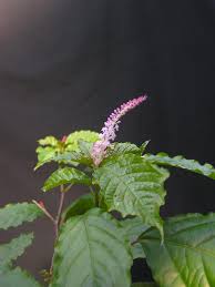 Image result for Hilleria latifolia