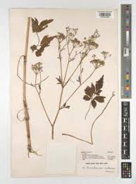 Image result for Lefebvrea grantii