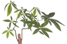 Image result for pachira obrázek