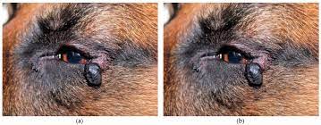 Outcomes of Treatment of Eyelids and Third Eyelid Tumours in Dogs Using  High-Frequency Radiowave Surgery